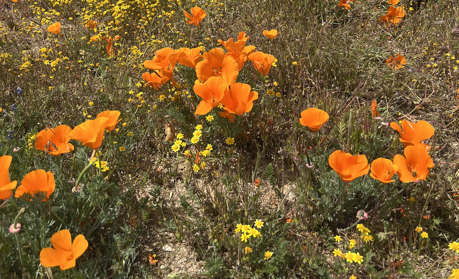 Antelope Valley California Poppy Reserve, close up of the poppies